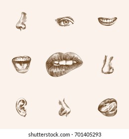 Hand Drawn Faceparts Sketches Set. Collection Of Teeth, Listen, Passion And Other Sketch Elements.