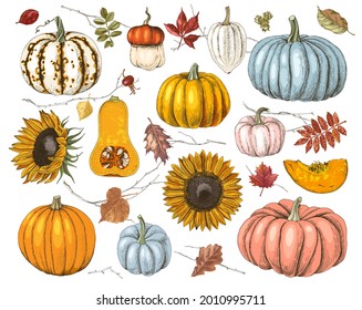 Hand drawn fall collection with pumpkins, sunflowers, twigs and leaves. Vector illustration in retro style