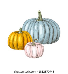 Hand drawn fall pumpkin. Vector illustration in retro style