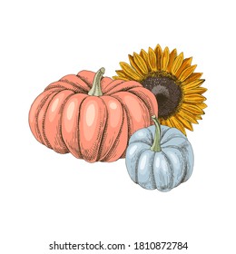 Hand drawn fall pumpkins and sunflower. Vector illustration in retro style
