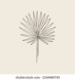 Hand drawn fan palm illustration. Australian native plant