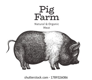 Hand drawn farm animal illustration. Vector pig sketch. Vintage hog illustration 