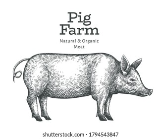 Hand drawn farm animal illustration. Vector pig sketch. Vintage hog illustration 