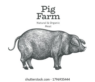 Hand drawn farm animal illustration. Vector pig sketch. Vintage hog illustration 