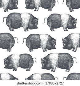 Hand drawn farm animals background. Vector pig seamless pattern. Vintage hog illustration 