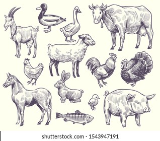 Hand drawn farm animals   birds  Goat  duck   horse  sheep   cow  pig   rooster  rabbit   turkey  chicken   fish  goose isolated sketches vector set