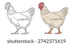 Hand drawn farm bird hen doodle isolated on white background. Chicken illustration set with line art and colored version