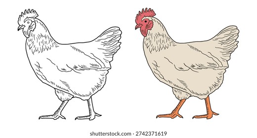 Doodle gallina pájaro granja