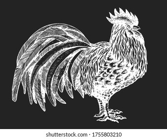 Hand drawn farm bird illustration. Vector poultry sketch on chalk board. Vintage rooster