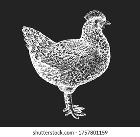 Hand drawn farm bird illustration. Vector poultry sketch on chalk board. Vintage chicken