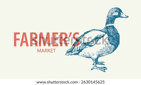 Hand drawn farm vector illustration of sketch duck. Vintage retro banner