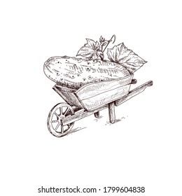 Hand drawn farmer wooden cart with cucumber. Farm fresh delivery design template. Vector illustration isolated on white background.