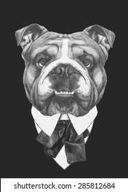 Hand drawn fashion Illustration of English Bulldog. Vector isolated elements.
