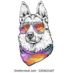 Hand Drawn Fashion Illustration of Shepherd Dog with aviator sunglasses. Vector illustration