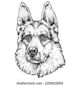 Hand Drawn Fashion Illustration of Shepherd Dog. Vector illustration