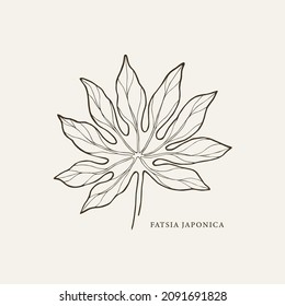 Hand drawn fatsia japonica plant