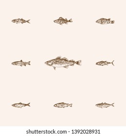 Hand drawn fauna sketches set. Collection of bluefish, perch, mediterranean scad and other sketch elements.