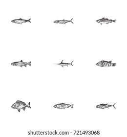 Hand Drawn Fauna Sketches Set. Collection Of Salmon, Carp, Seafood And Other Sketch Elements.
