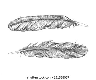 Hand Drawn Feather.