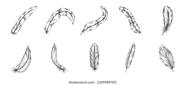 Hand Drawn Feather Illustration Vector Set