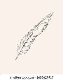 Hand Drawn Feather Isolated Illustration Element on white background.