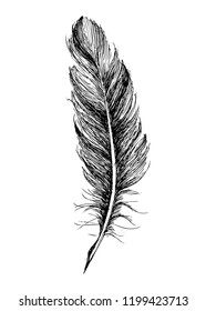 Hand drawn feather on white background
