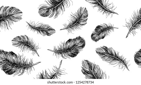 Hand drawn feather on white background