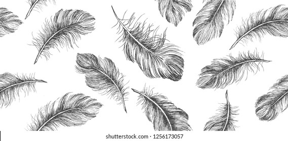 Hand drawn feather on white background