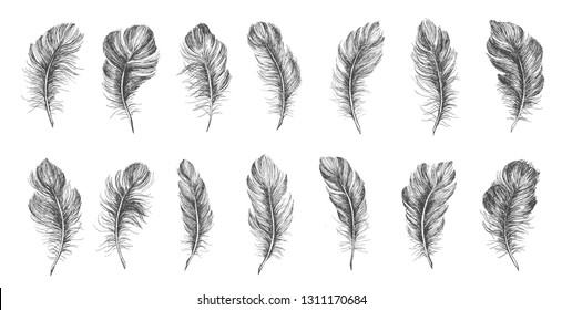 Hand drawn feather on white background