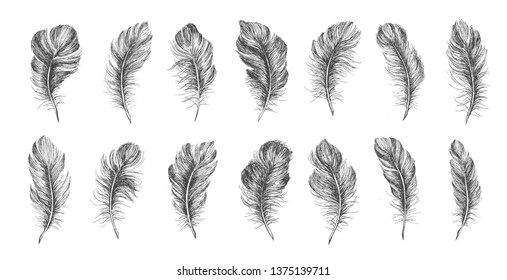 Hand drawn feather on white background