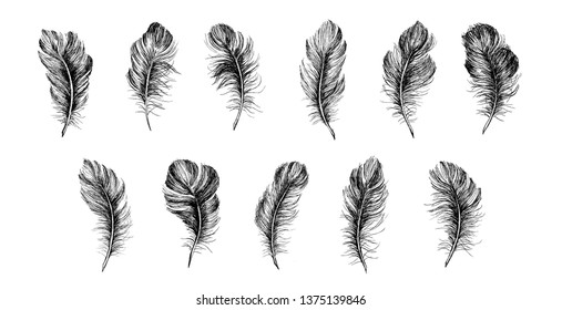 Hand drawn feather on white background