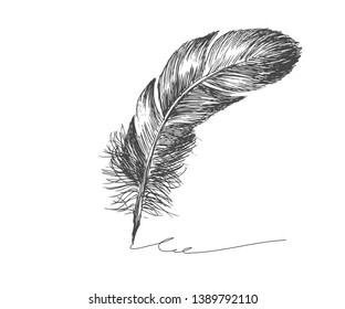 Pluma dibujada a mano sobre fondo blanco