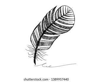 Hand drawn feather on white background