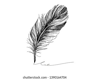 Hand drawn feather on white background
