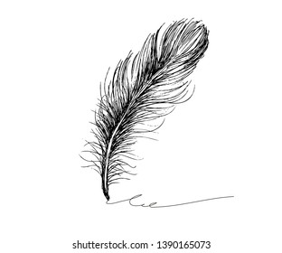 Hand drawn feather on white background