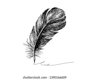 Hand drawn feather on white background