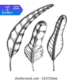Hand drawn feather set isolated on white background. Vector illustration.