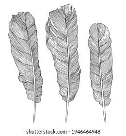 Hand drawn feathers - black and white vector illustration isolated on white.