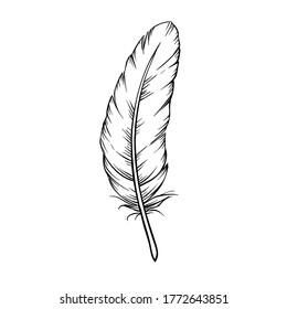 Hand drawn feathers. Drawing bird feather, isolated. Vector illustration.