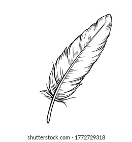 Hand drawn feathers. Drawing bird feather, isolated. Vector illustration.