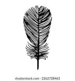 Hand drawn feathers lineart. Vector doodle illustration. Isolated on white background