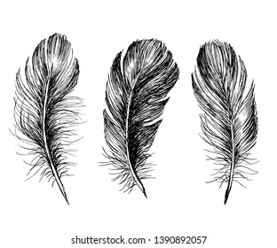 Hand drawn feathers on white background