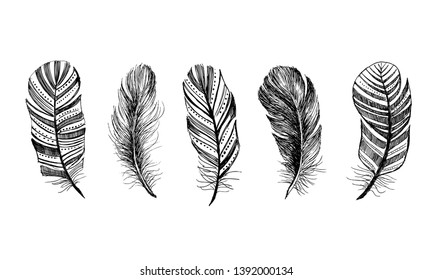 Hand drawn feathers on white background