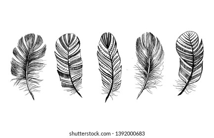 Hand drawn feathers on white background