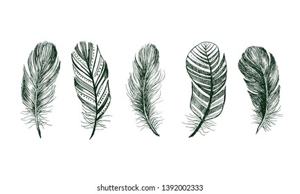 Hand drawn feathers on white background