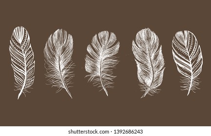Hand drawn feathers on white background