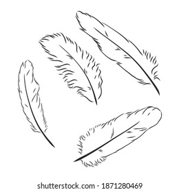 plumas dibujadas a mano sobre fondo blanco. la pluma de una ilustración vectorial de boceto de aves