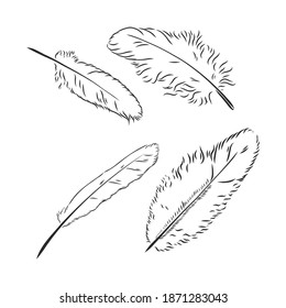 plumas dibujadas a mano sobre fondo blanco. la pluma de una ilustración vectorial de boceto de aves