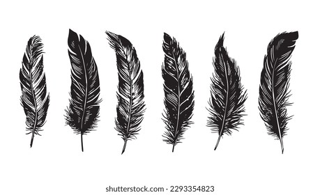 Hand drawn feathers on white background