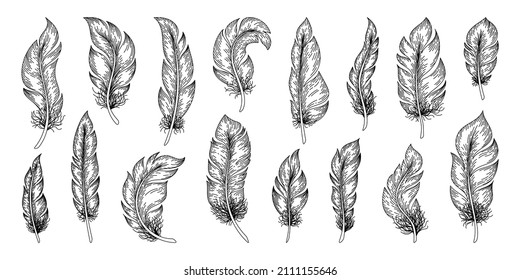 Hand drawn feathers. Outline vintage bird feather decorative collection, plumage retro sketch. Vector set
